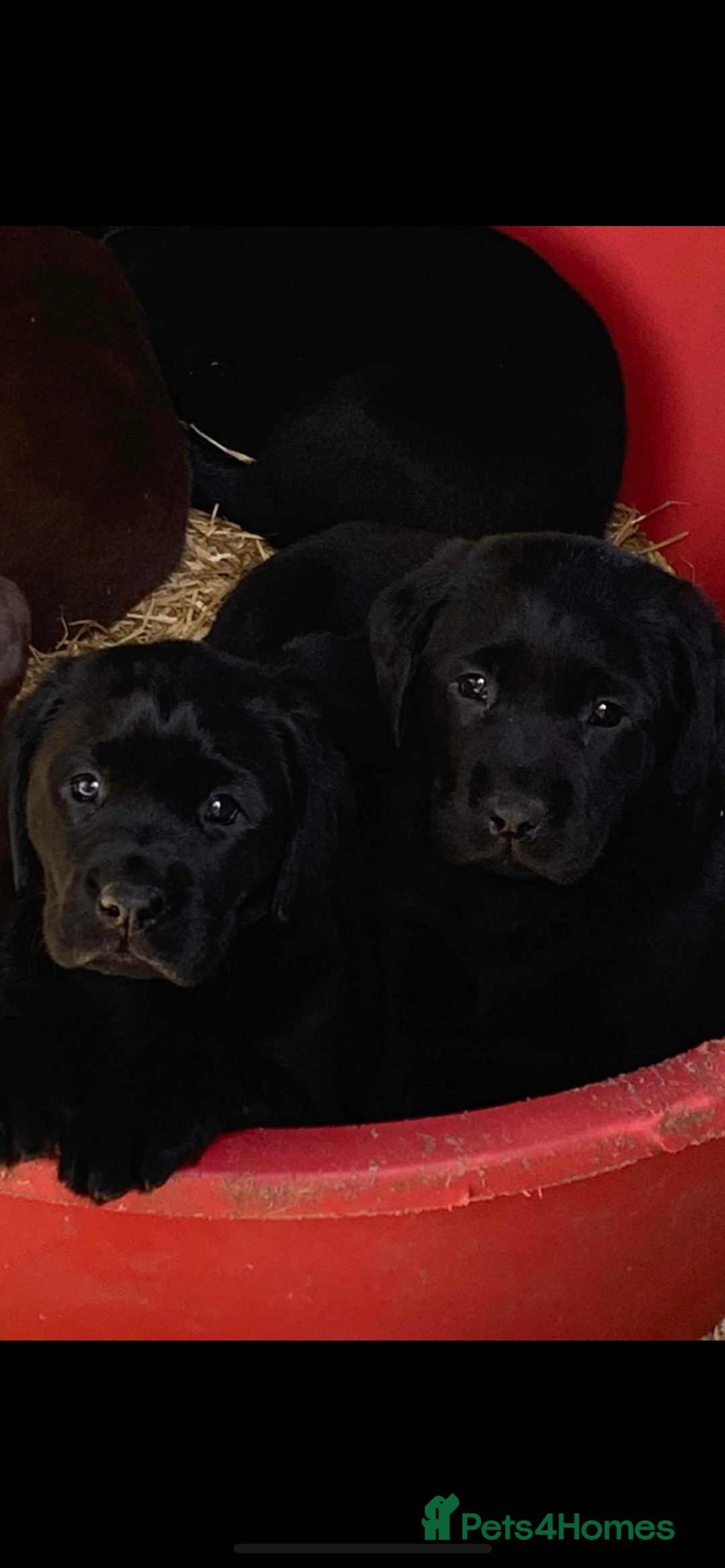 Labrador Retriever dogs for sale: 2 girls  - Advert 2