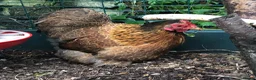 Chickens poultry for sale: Pekin Bantam Golden Partridge pullet in Stockport - Advert 2