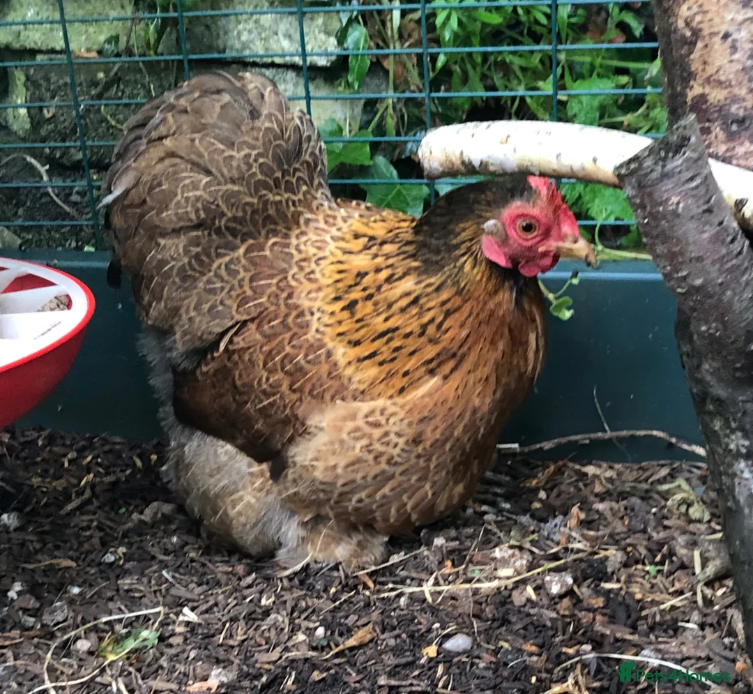 Chickens poultry for sale: Pekin Bantam Golden Partridge pullet in Stockport - Advert 2