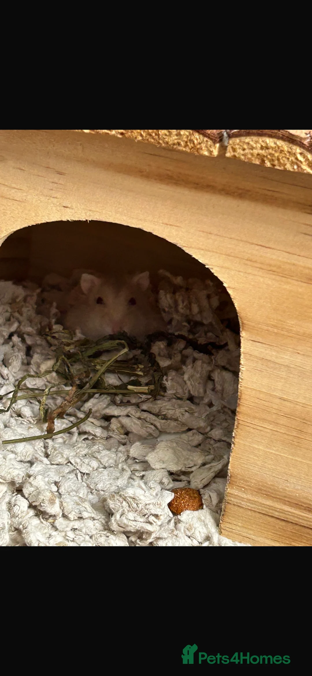 Hamster rodents for sale: Hamster EVERYTHING INCLUDED in Peterlee - Advert 6