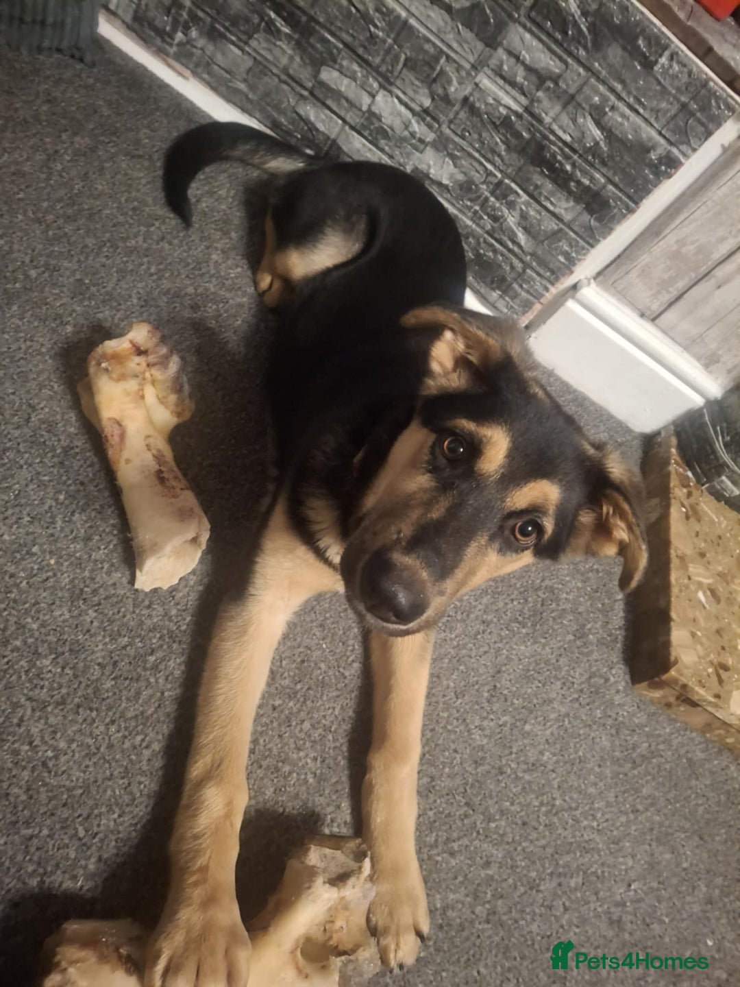 Shepsky dogs for sale: Beautiful shepsky - Image 11