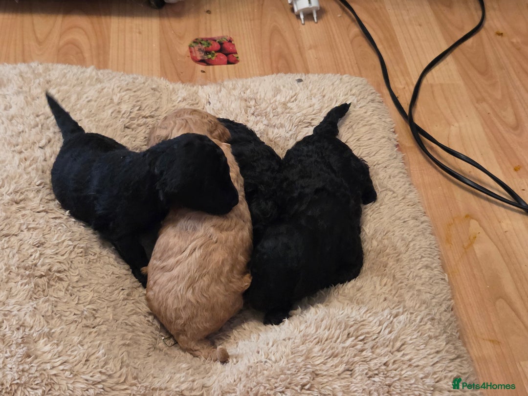 Toy Poodle dogs for sale: Kc reg male poodle  - Advert 4