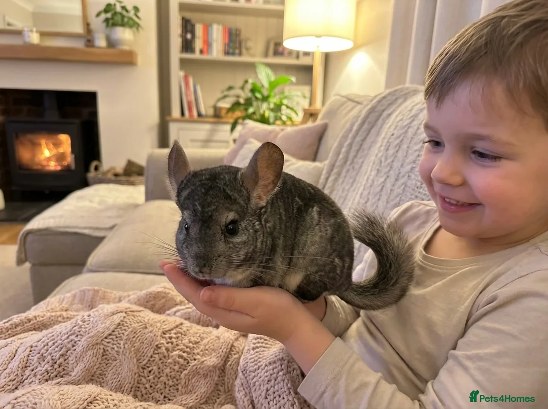 Chinchilla rodents for sale: Beautiful 11-week-old girls in Greenford - Advert 2