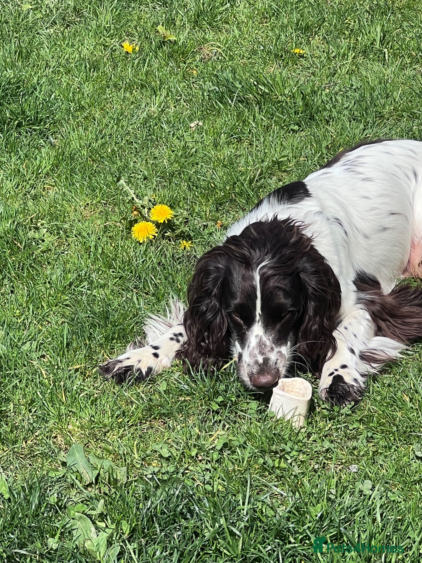 Cocker Spaniel dogs Sadly rehoming my boy - Advert 2