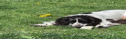 Cocker Spaniel dogs for sale: Sadly rehoming my boy - Advert 1