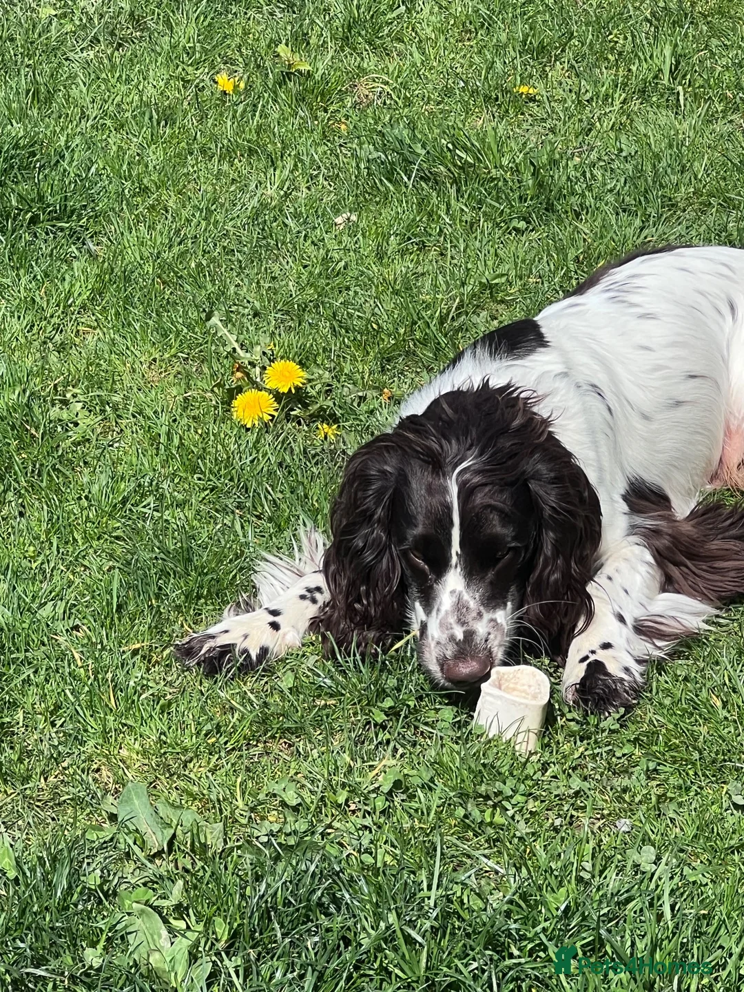 Cocker Spaniel dogs for sale: Sadly rehoming my boy - Advert 1