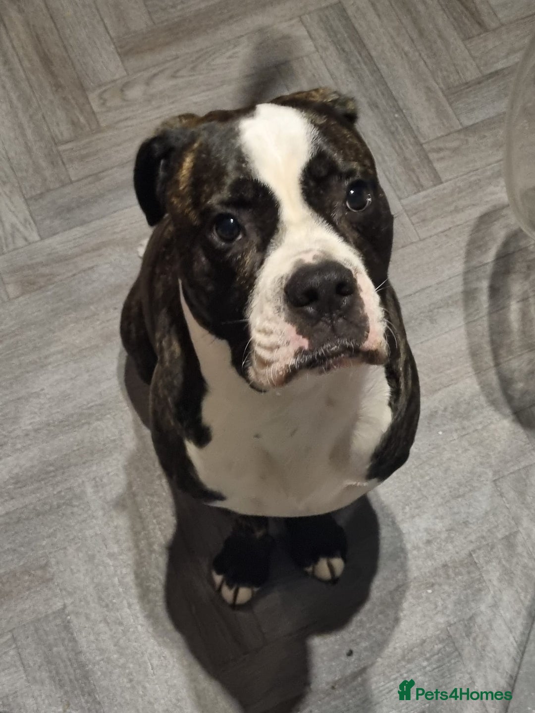 Cane Corso dogs for stud: Wanting a stud for my girl Kali - Image 4