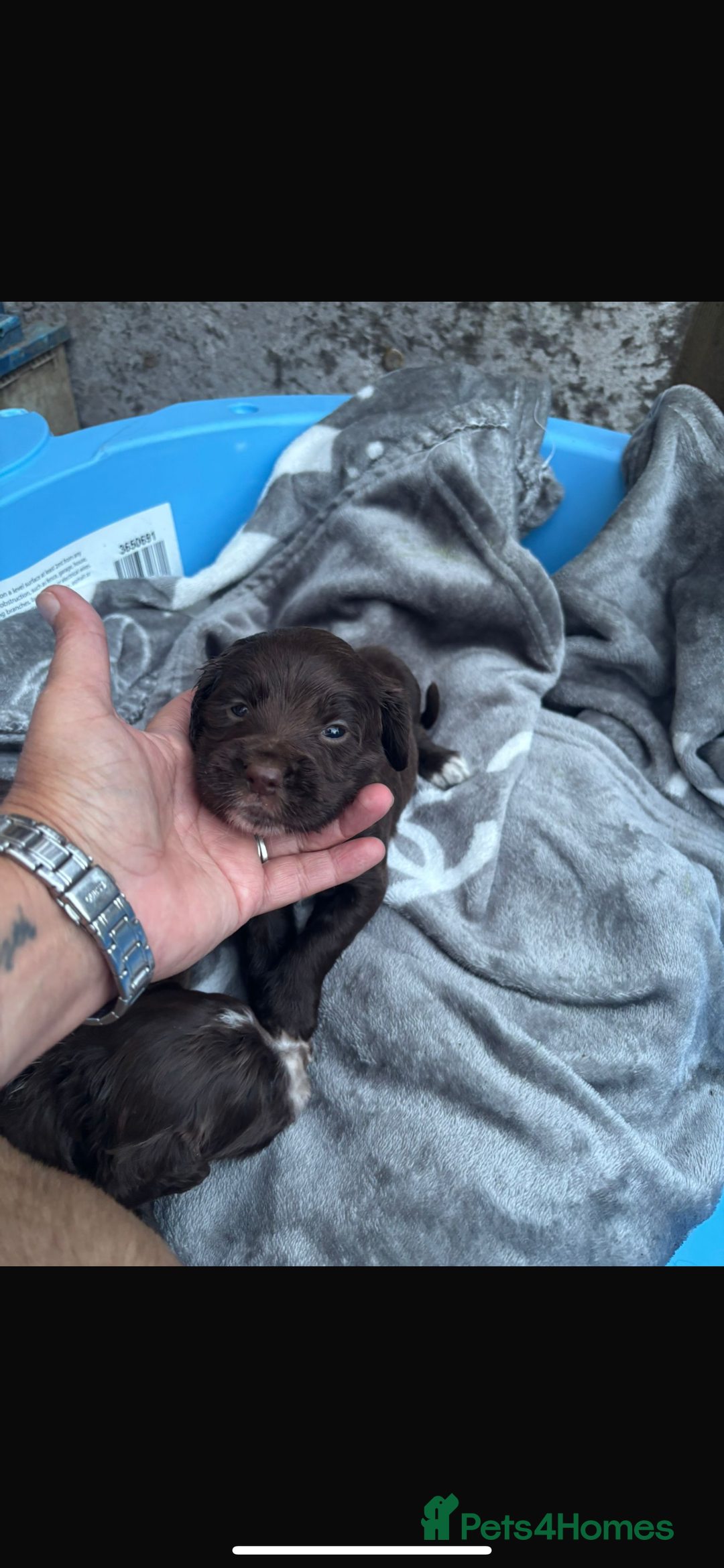 Cockapoo dogs for sale: Cockerpoo pups for sale - Image 13