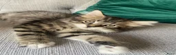 Mixed Breed cats for sale: Beautiful kittens - Advert 4