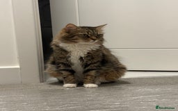 Mixed Breed cats for sale: Kittens ready for a new home  - Image 8