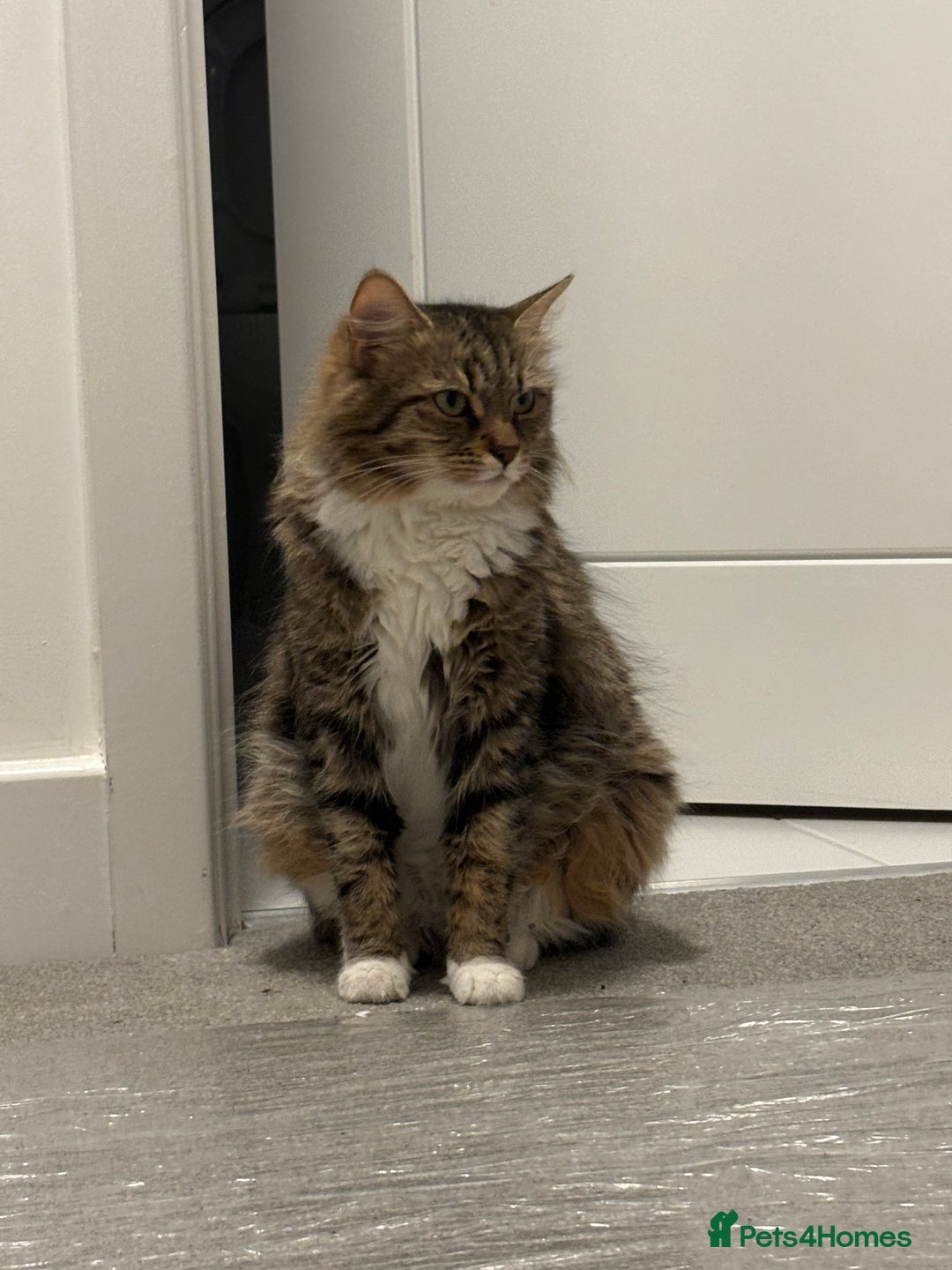 Mixed Breed cats for sale: Kittens ready for a new home  - Image 8