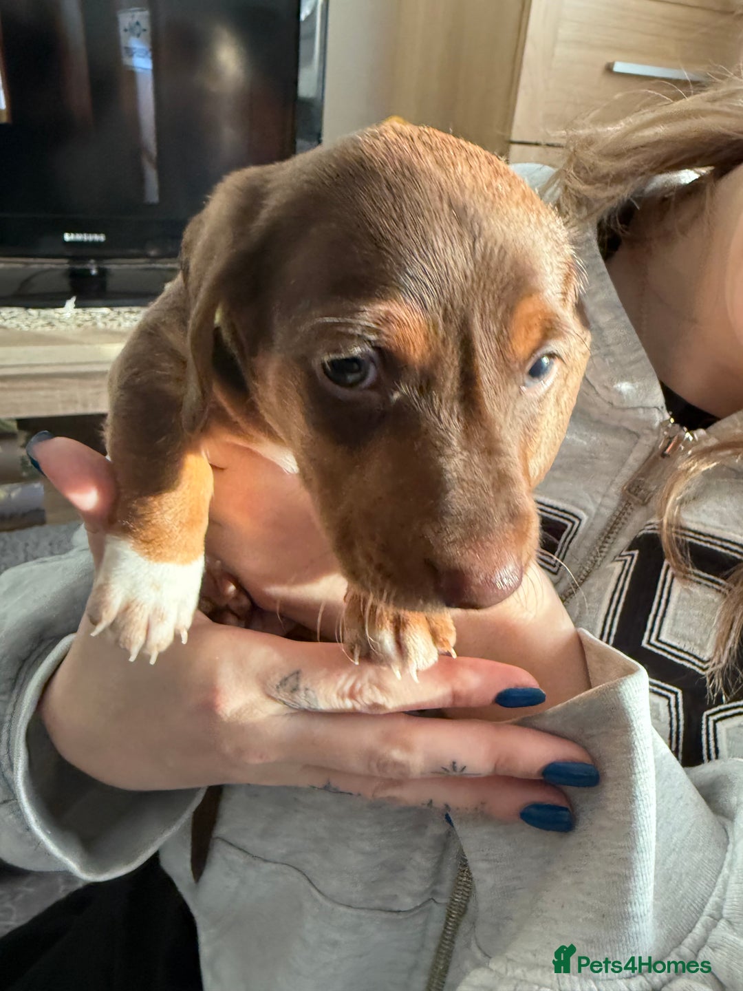 Miniature Dachshund dogs for sale: Miniature Dachshund's   - Advert 23