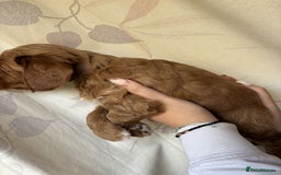 Mixed Breed dogs for sale: Bedlington terrier poodle mixed with a cockerpoo - Image 14