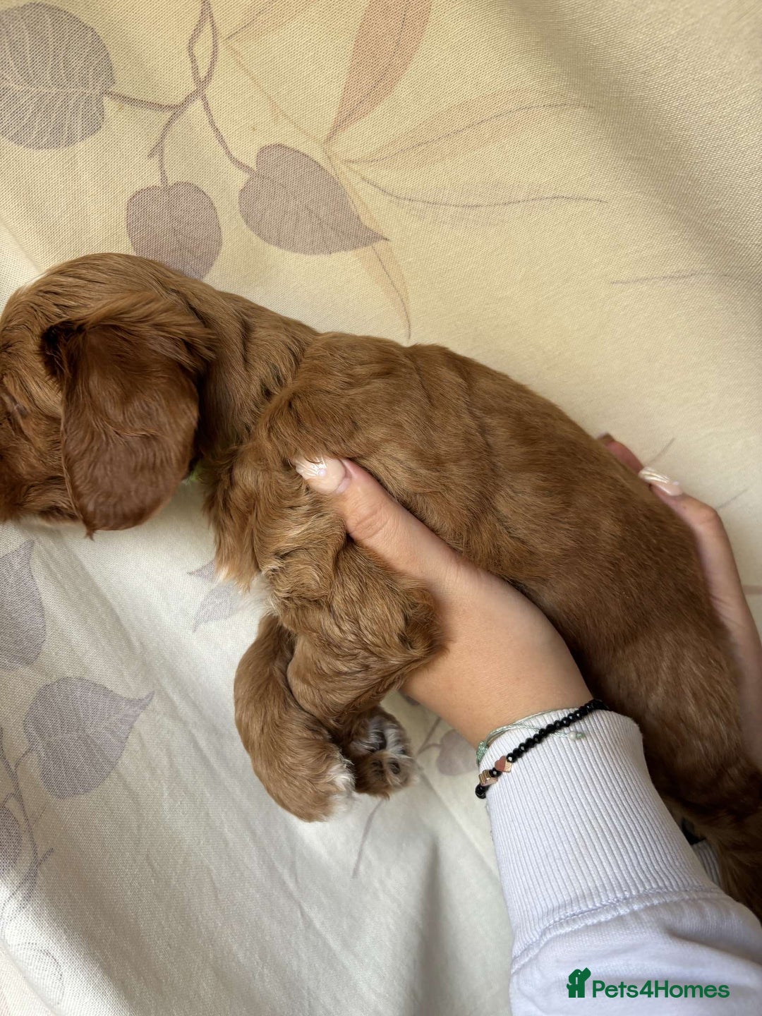 Mixed Breed dogs for sale: Bedlington terrier poodle mixed with a cockerpoo - Image 14