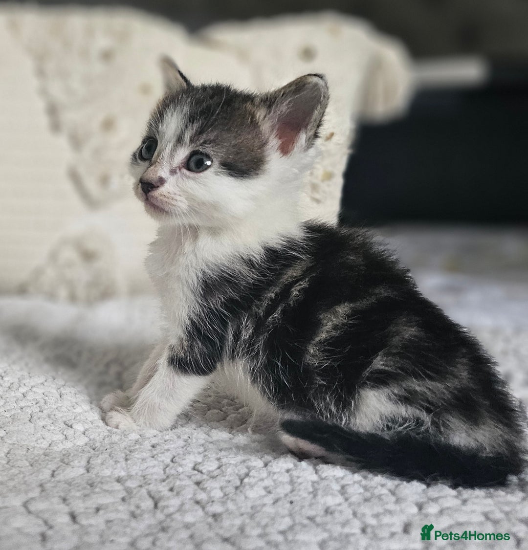 Persian cats for sale: PersianXTortoiseshell Crossbreed Kittens - Image 25