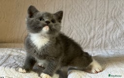 British Shorthair cats for sale: British shorthair kittens  - Image 3