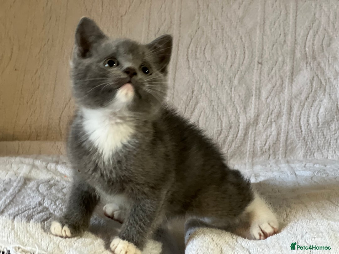 British Shorthair cats for sale: British shorthair kittens  - Image 3