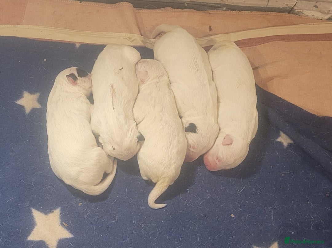 English Bull Terrier dogs for sale: The last 2x EBT Babies... - Image 15