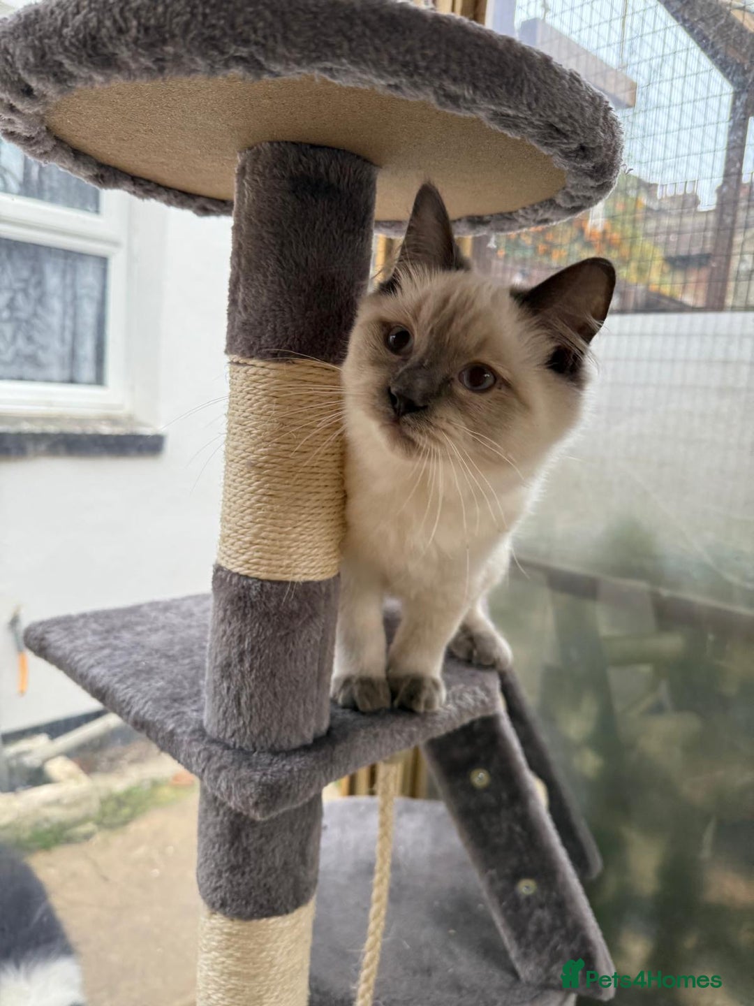 Ragdoll cats for sale: Beautiful ragdoll Dudley  - Advert 4