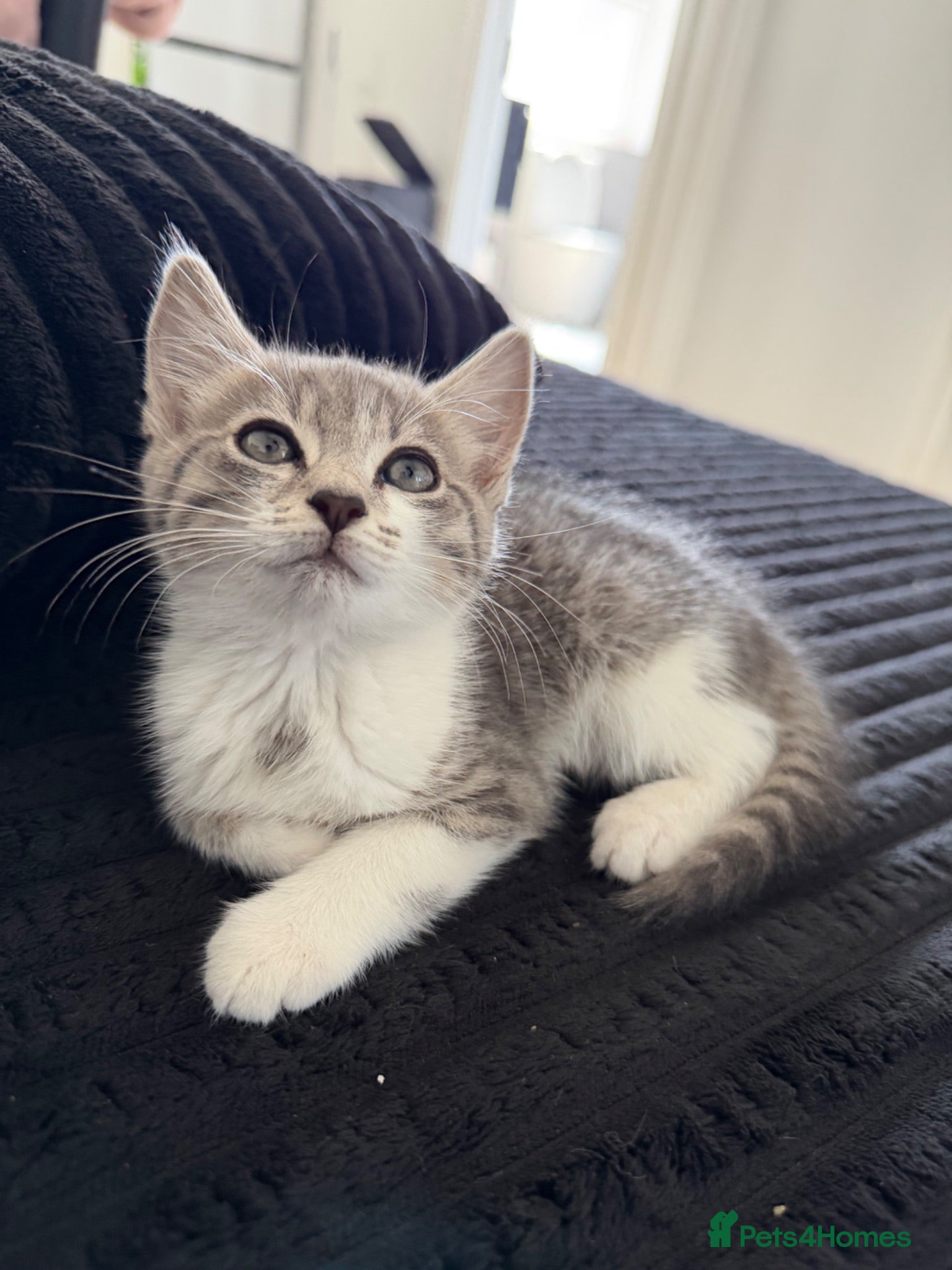 Mixed Breed cats 4 kittens for sale  - Advert 2