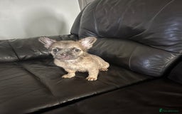 French Bulldog dogs for sale: Fluffy french bulldogs  - Image 6