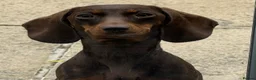Dachshund dogs for sale: Dachshund puppies - Advert 4