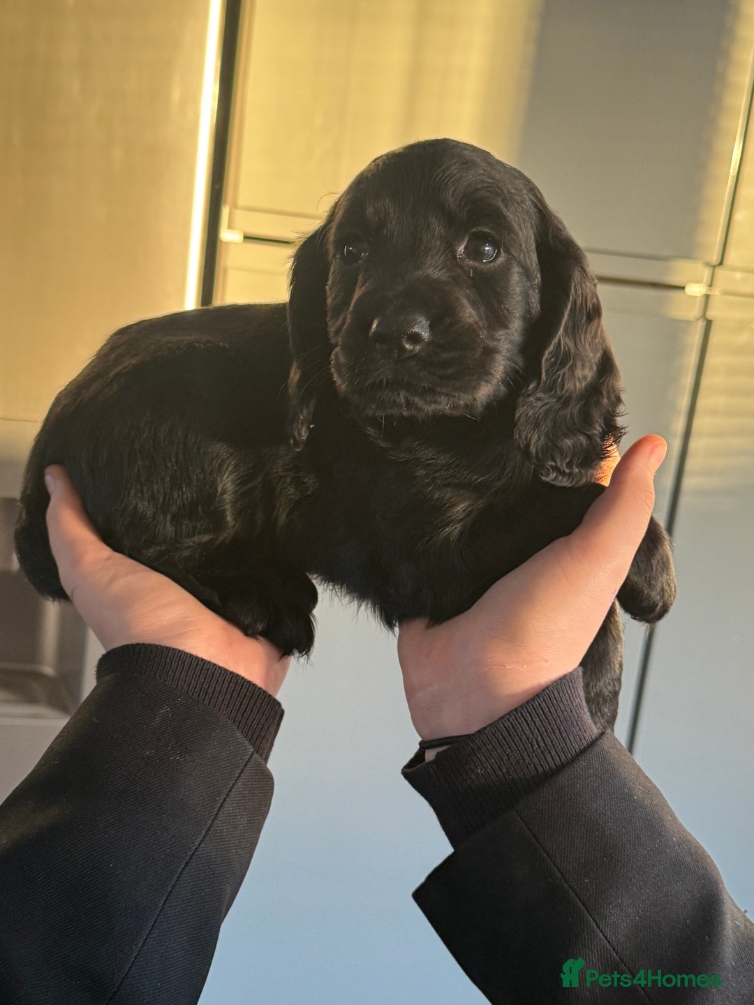 Cockapoo dogs for sale: Beautiful black F1B cockapoo boy ready next week  - Advert 7