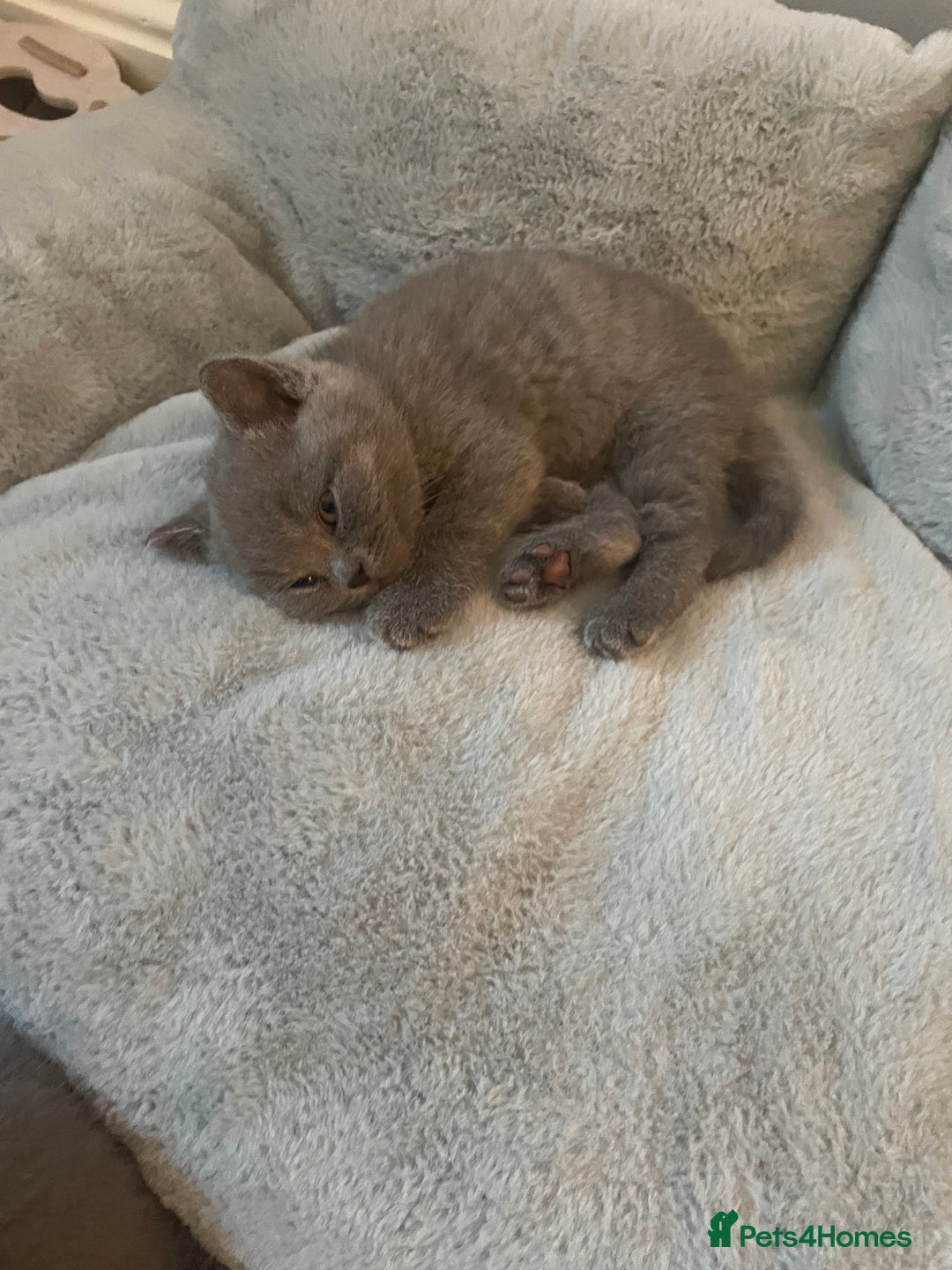 British Shorthair cats for sale: Stunning pure bred BSH kittens - Advert 8