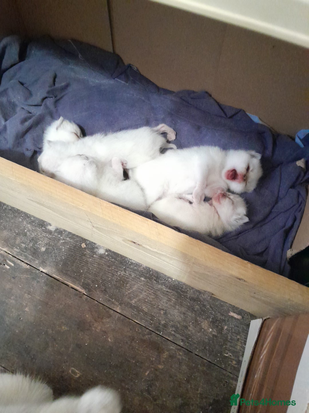 British Shorthair cats for sale: British Shorthair Kittens - Lilac Point - Image 2
