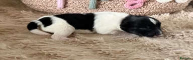Miniature Schnauzer 4