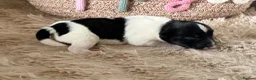 Miniature Schnauzer dogs for sale: Beautiful Chocolate Parti Miniature Schnauzers - Advert 5