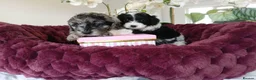 Cavapoo dogs for sale: Cavapoo Puppies - Advert 2