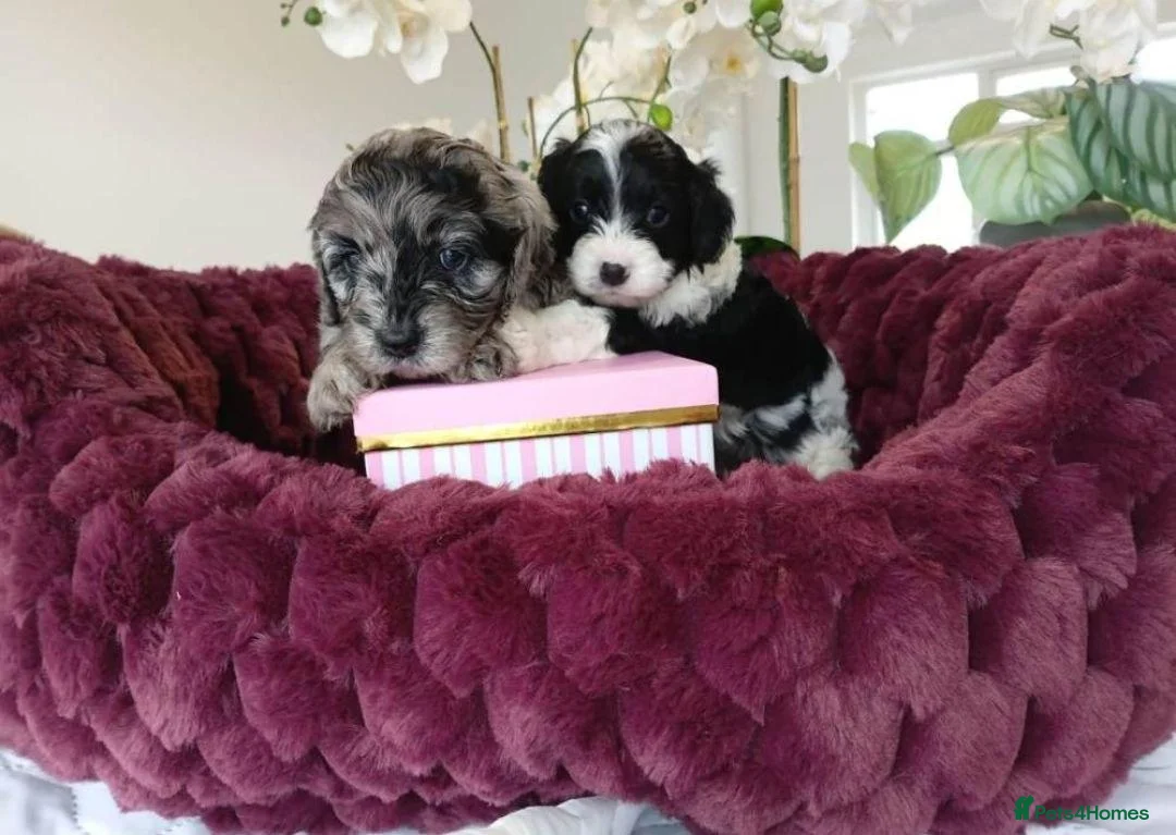 Cavapoo dogs for sale: Cavapoo Puppies - Advert 2