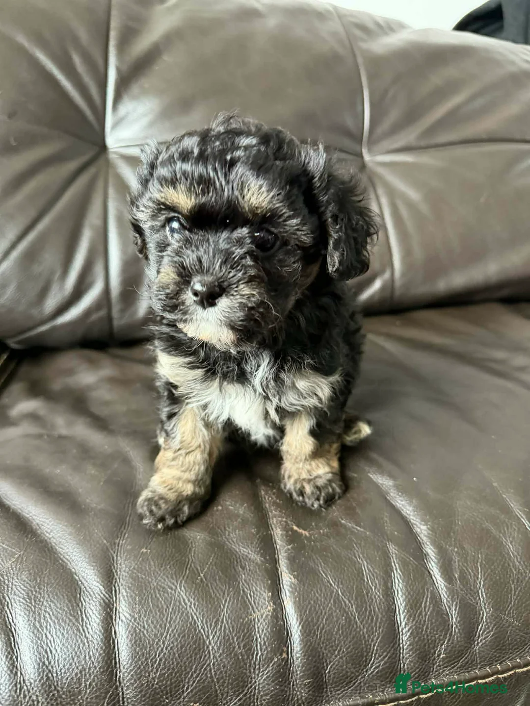 Mixed Breed dogs for sale: Gorgeous Malshi puppy's female - Advert 2