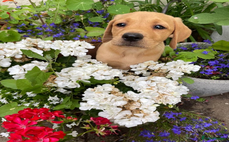 Labrador Retriever dogs - Advert 14