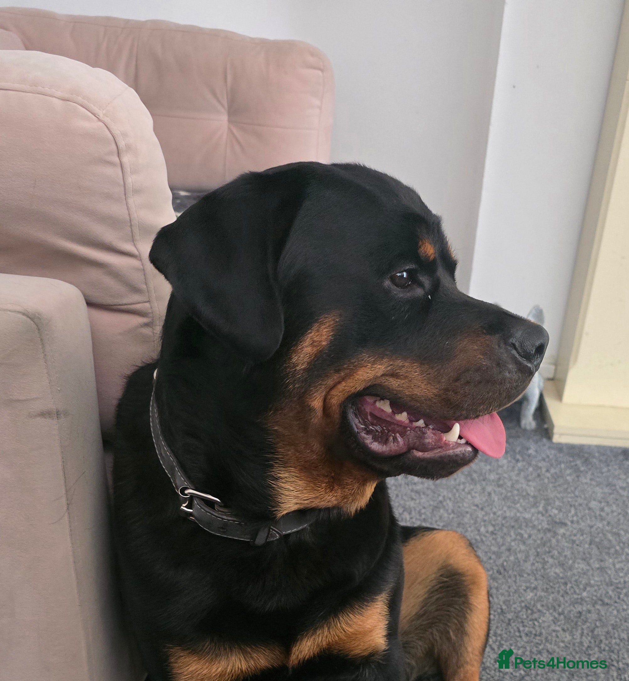 Rottweiler dogs Beautiful 19 month old boy - Advert 1