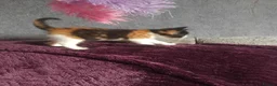 Mixed Breed cats for sale: 5 gorgeous kittens ready 28th September  - Advert 8