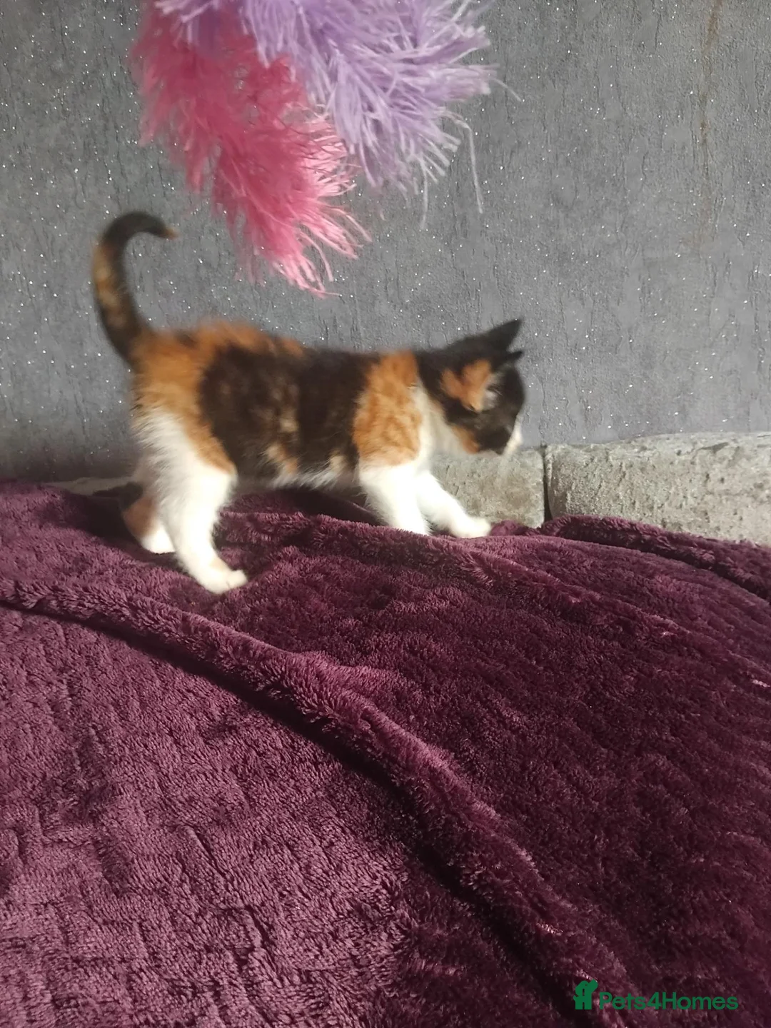 Mixed Breed cats for sale: 5 gorgeous kittens ready 28th September  - Advert 8