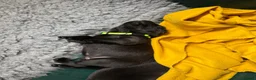 Labrador Retriever dogs for sale: Two Black KC Reg Labrador bitches from litter  in Yelverton - Advert 16