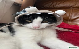 British Shorthair cats for sale: Male cat  - Image 5