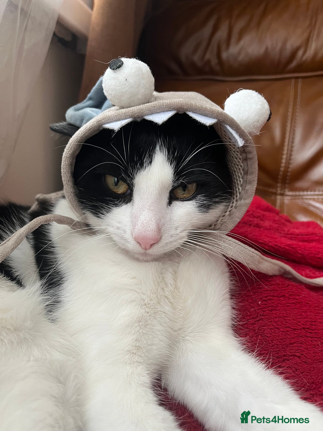 British Shorthair cats for sale: Male cat  - Image 5