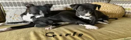 Whippet dogs for sale: Whippet x Italian greyhound puppies 75%:25% - Advert 2
