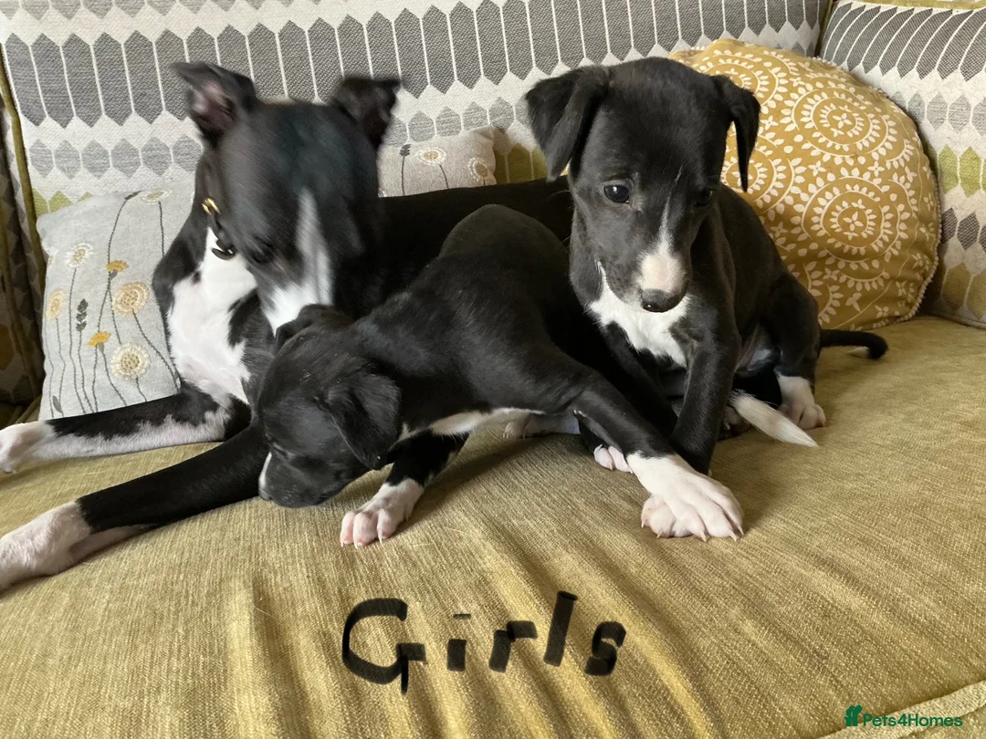 Whippet dogs for sale: Whippet x Italian greyhound puppies 75%:25% - Advert 2