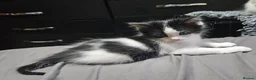Mixed Breed cats for sale: 2 male kittens  - Advert 14