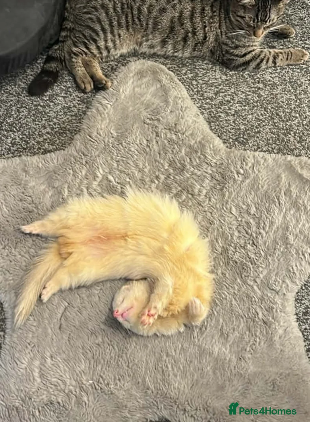 Ferret rodents for sale: Wanted - Advert 1