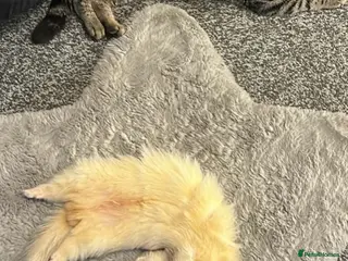 Ferret rodents Wanted - Advert 4