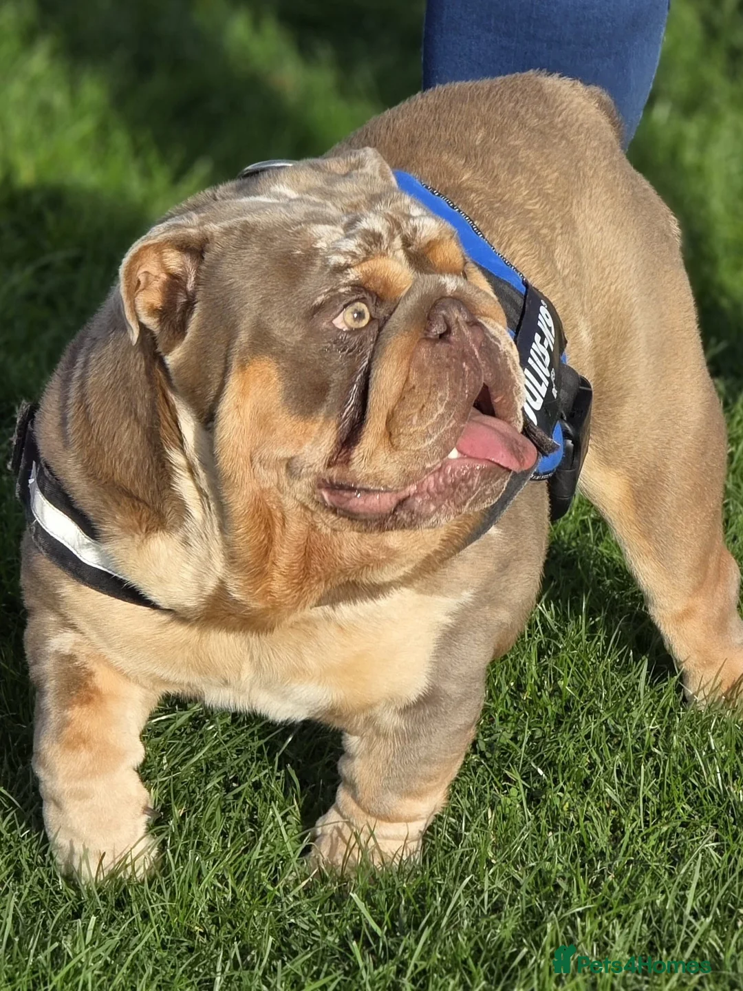 English Bulldog dogs for stud: The Scouse General - Advert 2