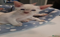 Siamese cats for sale: Siamese kittens 2 Chocolatepoint, 2 boys Bluepoint - Image 15
