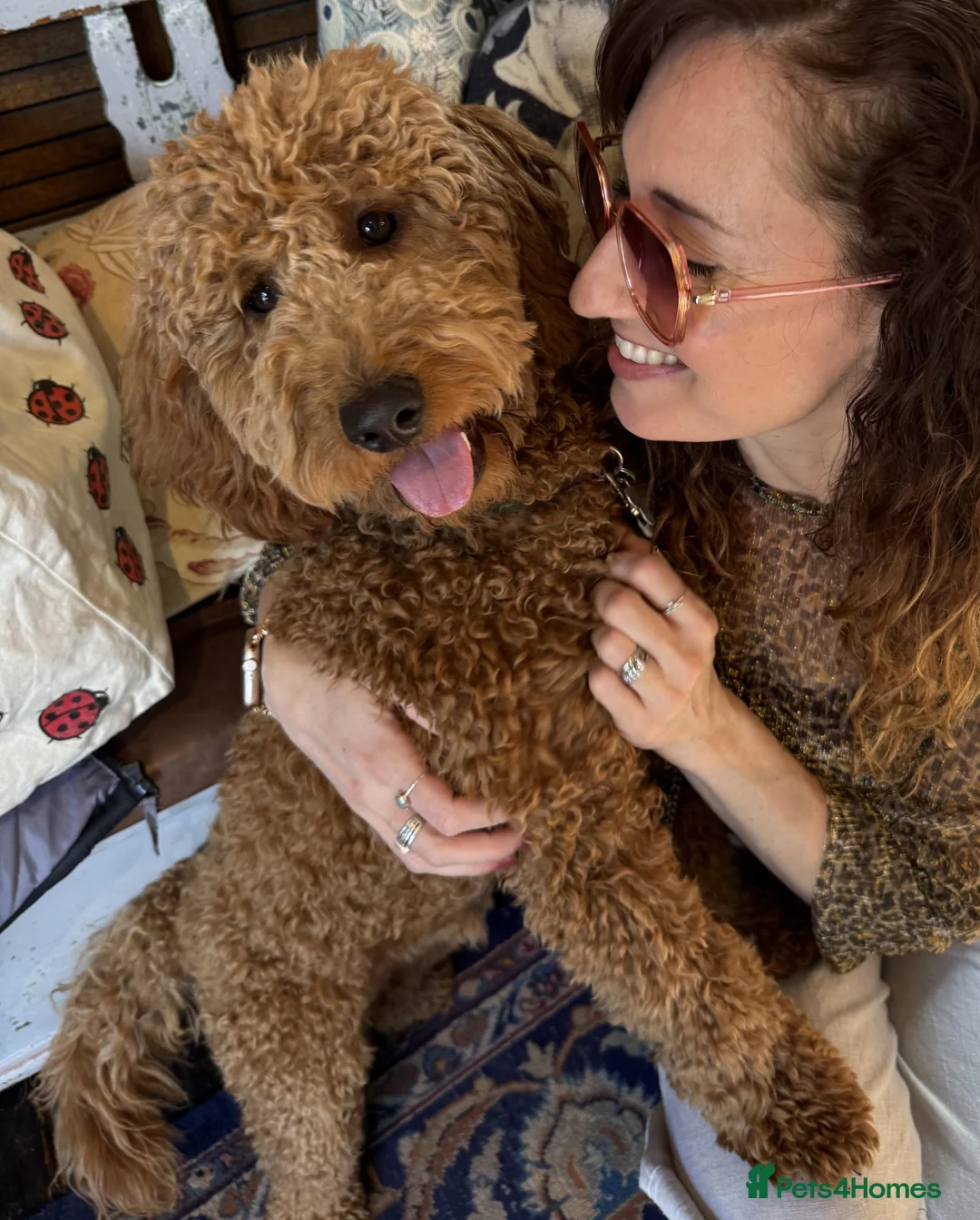 Mini Goldendoodle dogs for stud: Chestnut coloured Miniature Golden Doodle in Chertsey - Advert 2