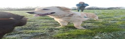 Golden Retriever dogs for sale: Beautiful 6 month golden retriever  - Advert 4